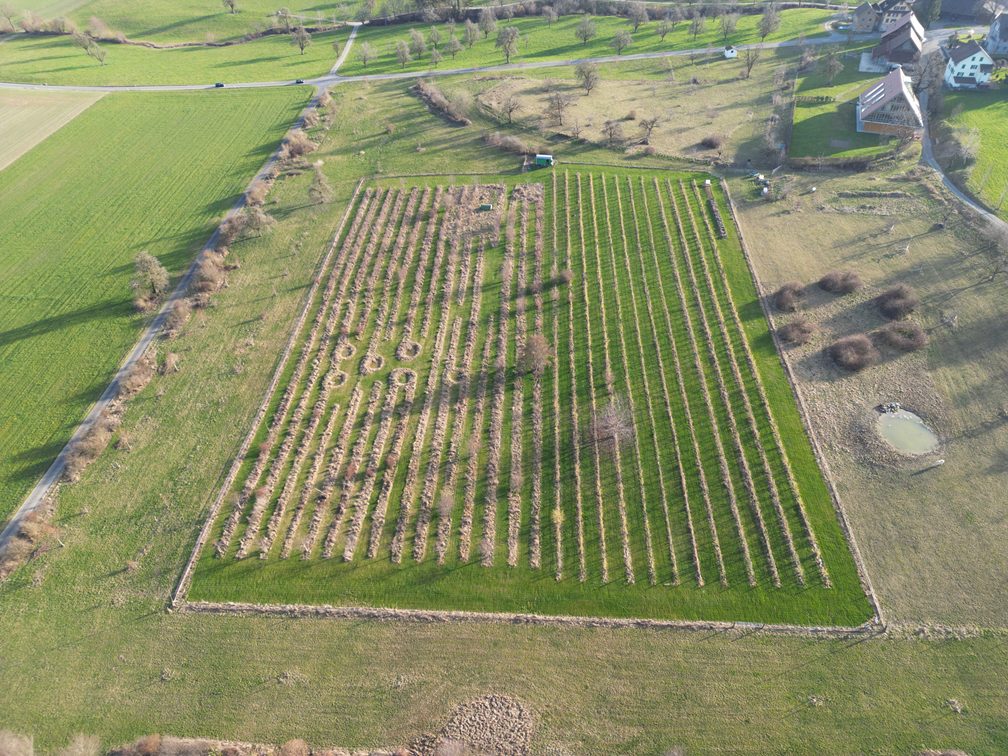 AEW baut Agri-PV-Anlage für Kornelkirschen